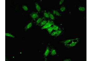 Immunofluorescent analysis of Hela cells using ABIN7164936 at dilution of 1:100 and Alexa Fluor 488-congugated AffiniPure Goat Anti-Rabbit IgG(H+L) (PSMF1 Antikörper  (AA 1-271))