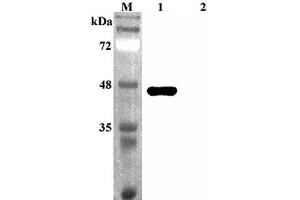 Western blot analysis using anti-Sirtuin 2 (human), pAb  at 1:4'000 dilution.