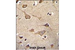 KSR2 Antibody (C-term) (ABIN655390 and ABIN2844938) immunohistochemistry analysis in formalin fixed and paraffin embedded human brain tissue followed by peroxidase conjugation of the secondary antibody and DAB staining. (KSR2 Antikörper  (C-Term))