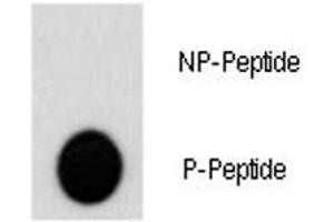 Dot blot analysis of phospho-AKT2 antibody.