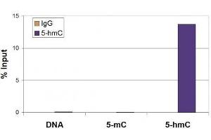 5-Hydroxymethylcytosine (5-hmC, 5-hydroxymethylcytidine) antibody tested by Methyl DNA immunoprecipitation. (5-Hydroxymethylcytosine Antikörper)