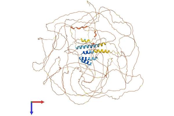 TCOF1 Protein (AA 1-1320) (His tag)