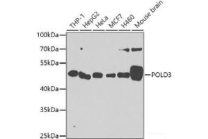 Western blot analysis of extracts of various cell lines using POLD3 Polyclonal Antibody at dilution of 1:1000. (POLD3 Antikörper)