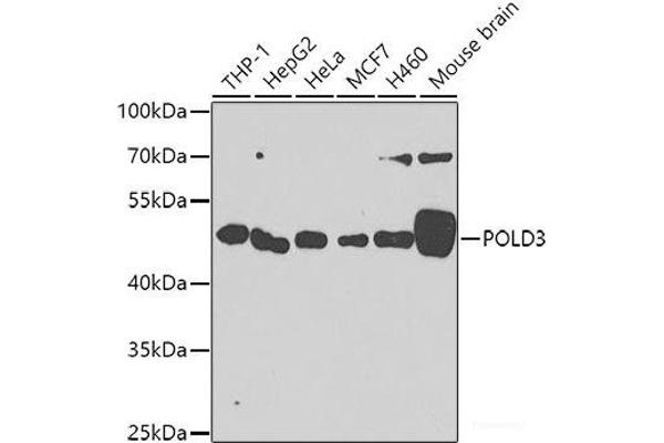 POLD3 anticorps