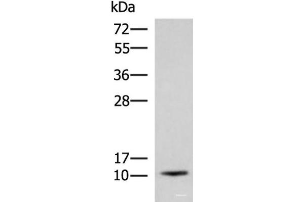 ACYP1 Antikörper