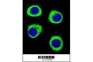 Confocal immunofluorescent analysis of CPSF3L Antibody with U-251MG cell followed by Alexa Fluor 488-conjugated goat anti-rabbit lgG (green). (CPSF3L Antikörper  (N-Term))