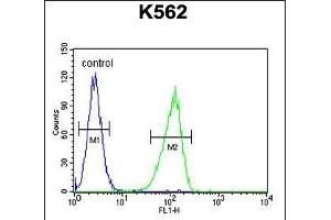 CRFR1 Antibody  (ABIN655388 and ABIN2844936) flow cytometric analysis of K562 cells (right histogram) compared to a negative control cell (left histogram). (CRHR1 Antikörper  (AA 88-119))