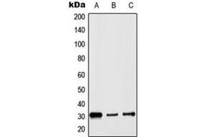 Western blot analysis of Histone H1 expression in HepG2 (A), Raw264.