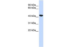 WB Suggested Anti-KRT19 Antibody Titration:  0. (Cytokeratin 19 Antikörper  (N-Term))