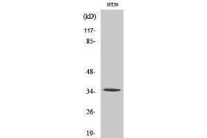 Western Blotting (WB) image for anti-Olfactory Receptor, Family 2, Subfamily J, Member 2 (OR2J2) (C-Term) antibody (ABIN3186063) (OR2J2 Antikörper  (C-Term))