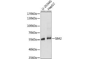 Western blot analysis of extracts of various cell lines, using SIM2 antibody. (SIM2 Antikörper)