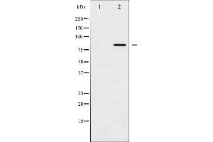Western blot analysis of STAT5A phosphorylation expression in HeLa whole cell lysates,The lane on the left is treated with the antigen-specific peptide. (STAT5A Antikörper  (pSer780))