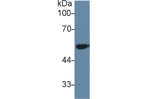 Western Blot; Sample: Mouse Lung lysate; Primary Ab: 1µg/ml Rabbit Anti-Human DLD Antibody Second Ab: 0. (DLD Antikörper  (AA 280-487))