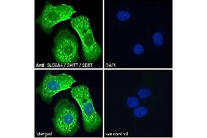 ABIN185394 Immunofluorescence analysis of paraformaldehyde fixed HepG2 cells, permeabilized with 0. (SLC6A4 Antikörper  (Internal Region))