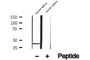 Western blot analysis of extracts of mouse spleen tissue, using PARVB antibody. (Parvin, beta Antikörper  (C-Term))