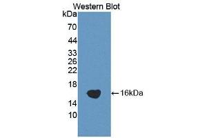 Western Blotting (WB) image for anti-ADAM Metallopeptidase with Thrombospondin Type 1 Motif, 1 (ADAMTS1) (AA 854-967) antibody (ABIN2906556)