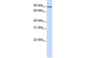 Image no. 1 for anti-GC-Rich Sequence DNA-Binding Factor 2 (GCFC2) (AA 180-229) antibody (ABIN6741423) (GCFC2 Antikörper  (AA 180-229))