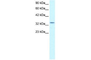 WB Suggested Anti-CLDN16 Antibody Titration:  0.