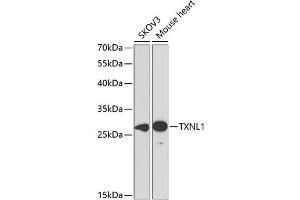 Western blot analysis of extracts of various cell lines using TXNL1 Polyclonal Antibody at dilution of 1:1000. (TXNL1 Antikörper)