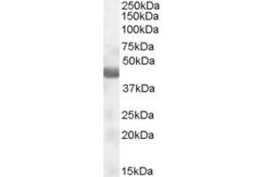 Western Blotting (WB) image for anti-Nitrogen Permease Regulator-Like 2 (S. Cerevisiae) (NPRL2) (AA 140-151) antibody (ABIN294684) (NPRL2 Antikörper  (AA 140-151))