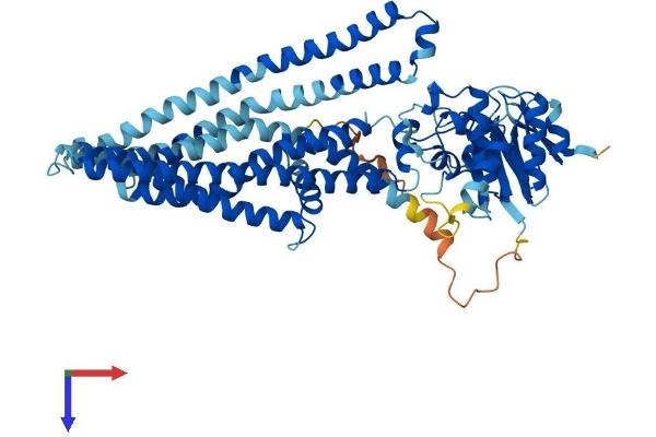 ABCD4 Protein (AA 1-606) (His tag)
