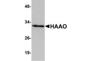 Western blot analysis of HAAO in Mouse liver tissue lysate with AP30390PU-N HAAO antibody at 1 μg/ml. (HAAO Antikörper  (N-Term))