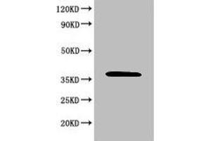 Western Blot Positive WB detected in: 293T whole cell lysate All lanes: MAPK8 antibody at 6 μg/mL Secondary Goat polyclonal to rabbit IgG at 1/50000 dilution Predicted band size: 49, 45, 36 KDa Observed band size: 36 KDa (JNK Antikörper  (AA 5-300))
