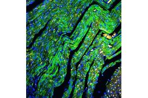 IF analysis of Cytochrome C using anti-Cytochrome C antibody (ABIN3042783) Cytochrome C was detected in paraffin-embedded section of rat cardiac muscle tissues.