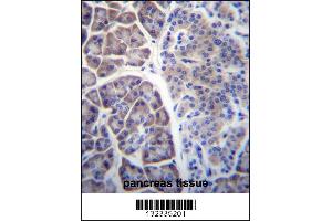 COPS7A Antibody immunohistochemistry analysis in formalin fixed and paraffin embedded human pancreas tissue followed by peroxidase conjugation of the secondary antibody and DAB staining. (COPS7A Antikörper  (C-Term))