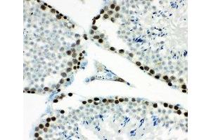 IHC-P testing of mouse testis tissue (MCM7 Antikörper  (AA 526-719))
