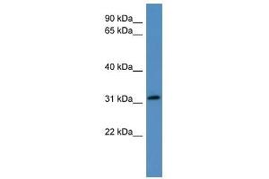 FRZB antibody used at 0. (FRZB Antikörper  (N-Term))