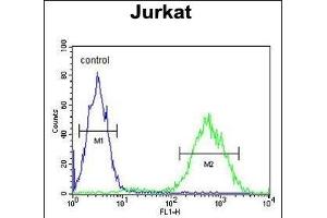 PRUNE Antibody (C-term) (ABIN653704 and ABIN2843021) flow cytometric analysis of Jurkat cells (right histogram) compared to a negative control cell (left histogram). (PRUNE Antikörper  (C-Term))