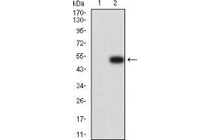 Western blot analysis using CD134 mAb against HEK293 (1) and CD134 (AA: extra 29-214)-hIgGFc transfected HEK293 (2) cell lysate. (TNFRSF4 Antikörper  (AA 29-214))