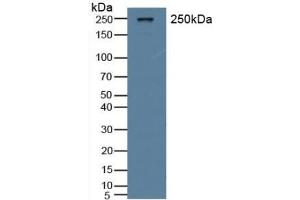 Detection of vWF in Rat Serum using Polyclonal Antibody to Von Willebrand Factor (vWF) (VWF Antikörper  (AA 269-367))