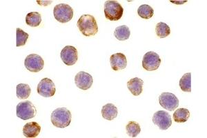 Immunohistochemistry (IHC) image for anti-Defender Against Cell Death 1 (DAD1) (C-Term) antibody (ABIN1030353) (DAD1 Antikörper  (C-Term))