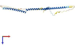 BRMS1 Protein (AA 1-246) (His tag)