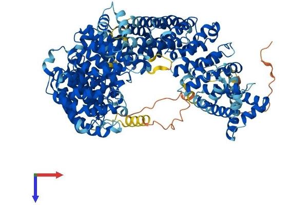 IPO7 Protein (AA 1-1038) (His tag)