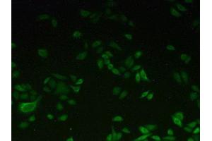 IHC-P analysis of Human HeLa cells, with FITC staining. (CYP1A2 Antikörper  (AA 192-444))