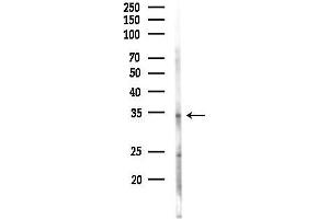 anti-G Protein-Coupled Receptor 174 (GPR174) (Internal Region) antibody