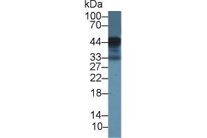 Detection of LOX1 in Bovine Spleen lysate using Polyclonal Antibody to Lectin Like Oxidized Low Density Lipoprotein Receptor 1 (LOX1)