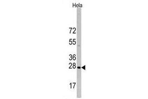 Western blot analysis of HSPB1 Antibody in Hela cell line lysates (35 µg/lane). (HSP27 Antikörper  (Ser83))