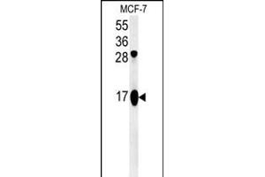 ATP5J2 Antibody (Center) (ABIN651539 and ABIN2840288) western blot analysis in MCF-7 cell line lysates (35 μg/lane). (ATP5J2 Antikörper  (AA 18-46))