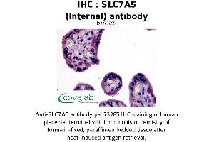 Image no. 1 for anti-Solute Carrier Family 7 (Cationic Amino Acid Transporter, Y+ System), Member 5 (SLC7A5) (Internal Region) antibody (ABIN1739422) (SLC7A5 Antikörper  (Internal Region))