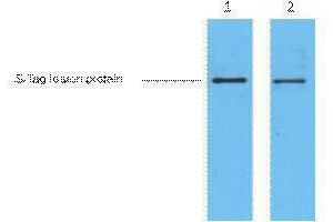 Western Blotting (WB) image for anti-S-Tag antibody (ABIN3178570) (S-Tag Antikörper)