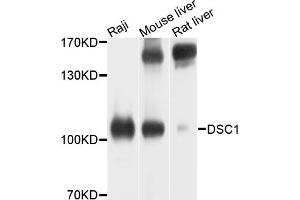 Western blot analysis of extracts of various cell lines, using DSC1 antibody (ABIN4903515) at 1:1000 dilution. (Desmocollin 1 Antikörper)