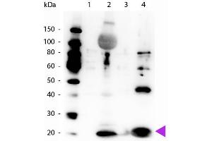 Western Blot of Rabbit Anti-Myosin pS19/pS20 antibody.