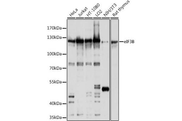 EIF3B Antikörper  (AA 100-350)