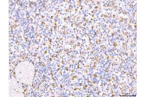 anti-CD163 (CD163) (AA 47-201) antibody