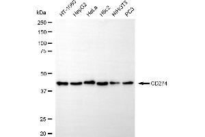 Western blotting analysis using CD274 antibody (ABIN7797962). (Rekombinanter PD-L1 Antikörper)