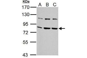 WB Image Sample (30 ug of whole cell lysate) A: NIH-3T3 B: JC C: BCL-1 7. (GRP78 Antikörper  (C-Term))